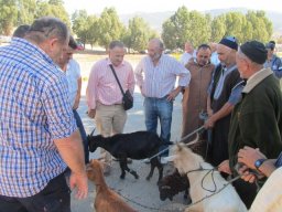 phoca_thumb_l_negociando precio de compra de carneros jemis anyera